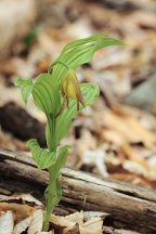 Cypripedium parviflorum var. pubescens