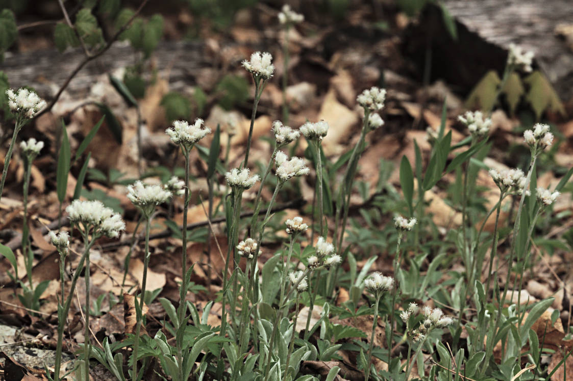 Plantain-Leaved Pussytoes