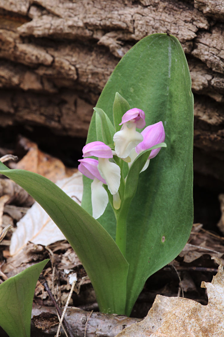 Showy Orchid