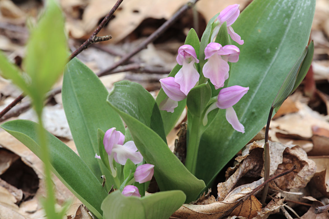 Purple-Flowered Showy Orchid