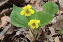 Downy Yellow Violet