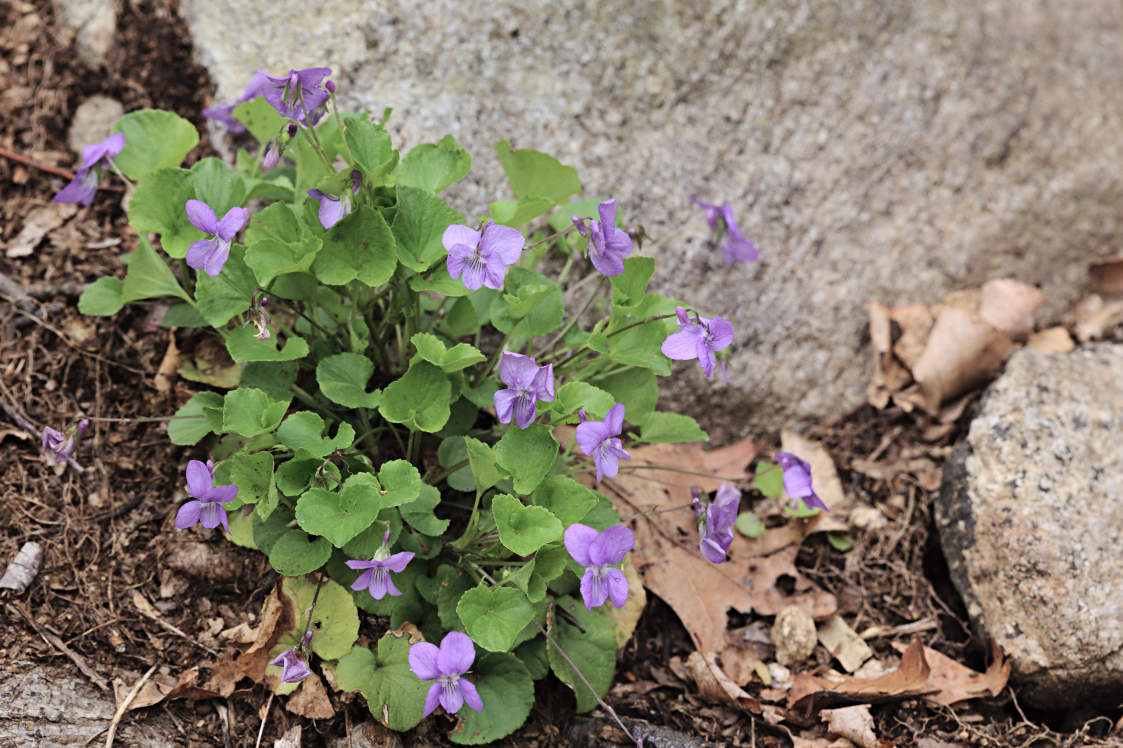 American Dog Violet