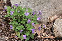 Viola conspersa