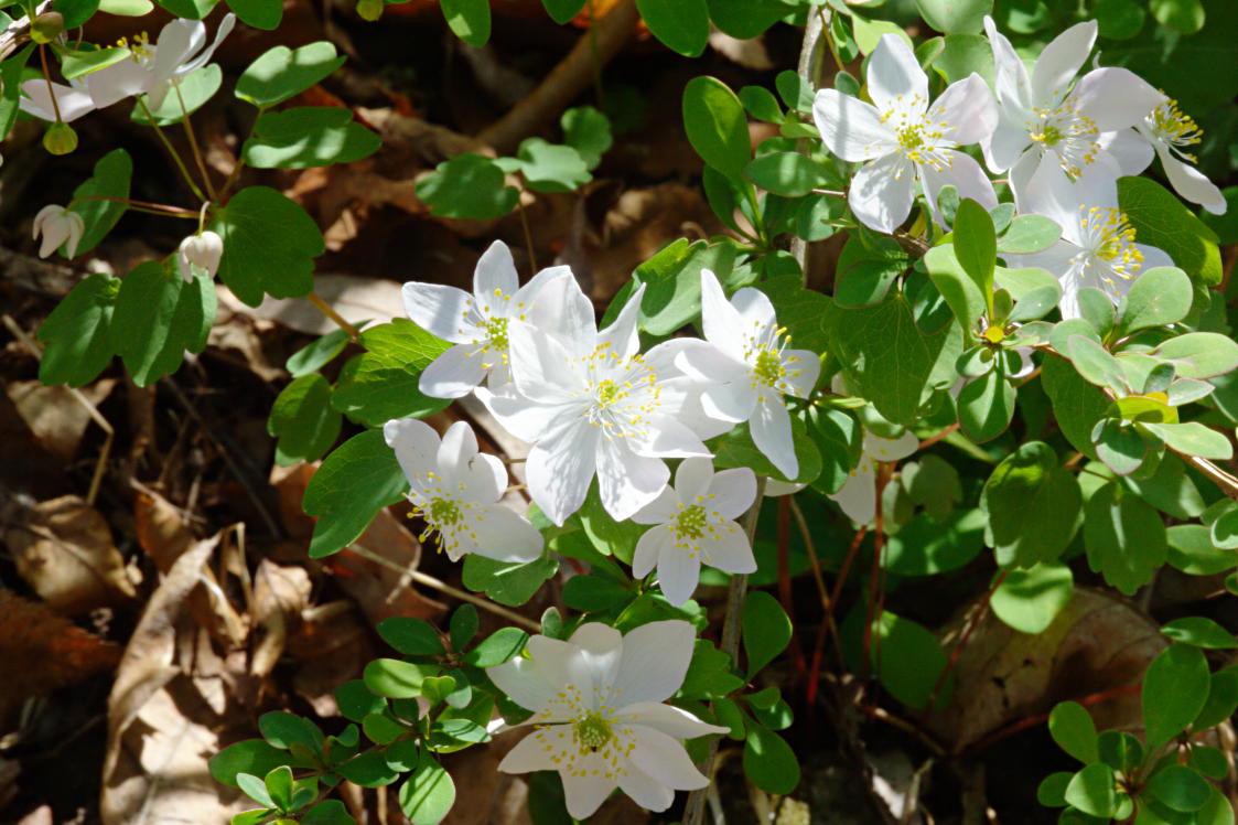 Rue Anemone