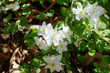 Thalictrum thalictroides