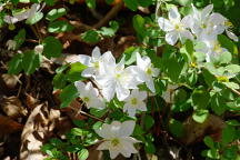 Thalictrum thalictoides