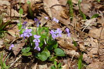 Viola conspersa