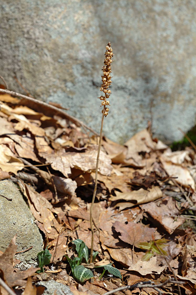 Downy Rattlesnake Plantain