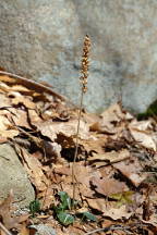 Goodyera pubescens