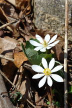 Sanguinaria canadensis