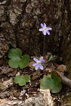 Round-Lobed Hepatica