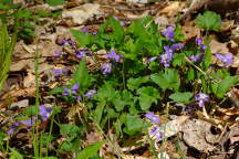 Viola palmata