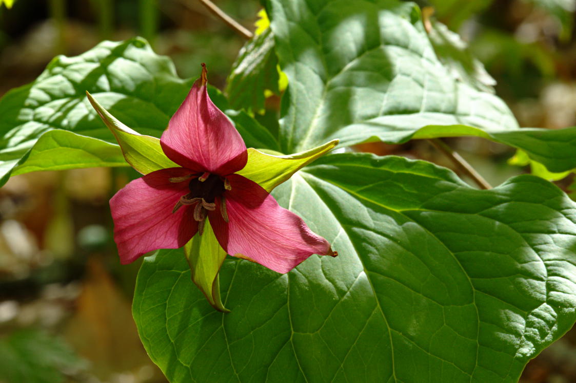 Purple Trillium