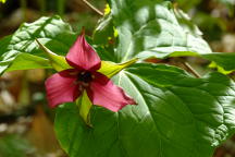 Trillium erectum