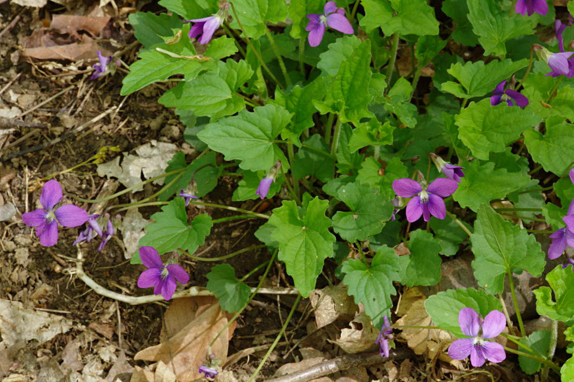 Hybrid Violet