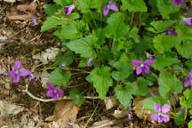 Viola (palmata  sororia)