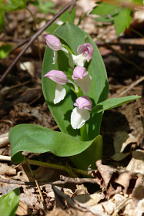 Galearis spectabilis