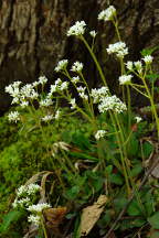 Saxifraga virginiensis