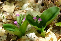 Galearis spectabilis