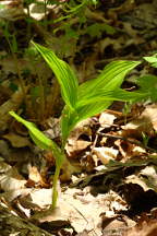 Cypripedium parviflorum var. pubescens