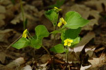 Downy Yellow Violet