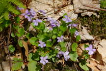 Viola conspersa