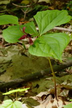 Purple Trillium