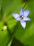 Sisyrinchium atlanticum