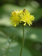 Hieracium gronovii