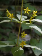 Lysimachia quadrifolia