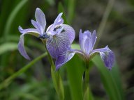 Iris versicolor