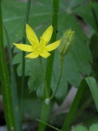 Hypoxis hirsuta