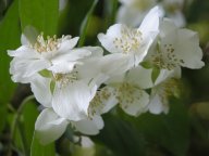 Fragrant Flowering Shrub