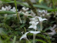 Mitchella repens