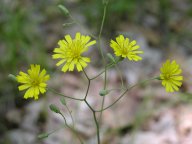 Hieracium venosum