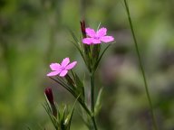 Dianthus armeria