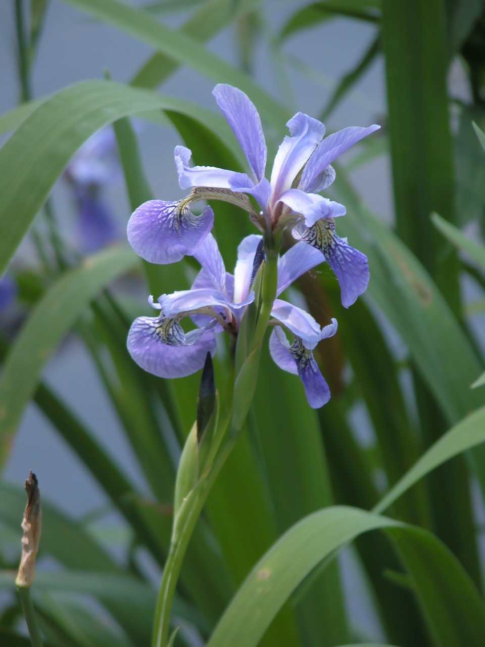 Northern Blue Iris