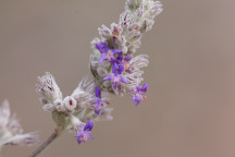 Desert Lavender