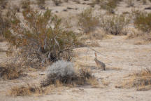 Black-Tailed Jackrabbit