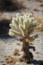 Teddybear Cholla