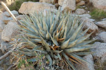 Desert Agave