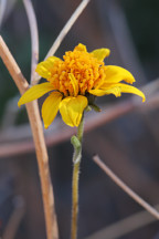 Brittlebush