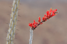 Ocotillo