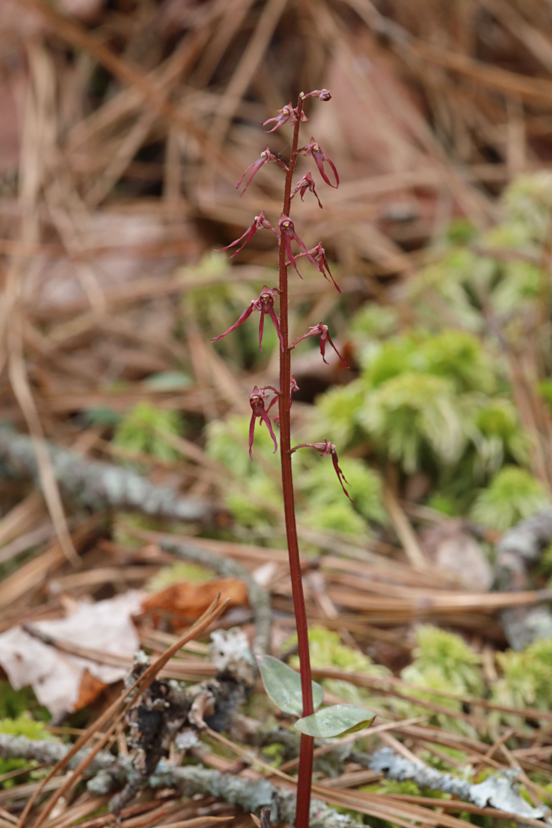 Southern Twayblade