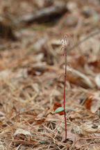 Southern Twayblade