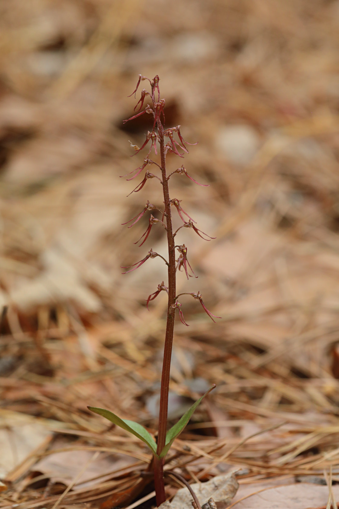 Southern Twayblade