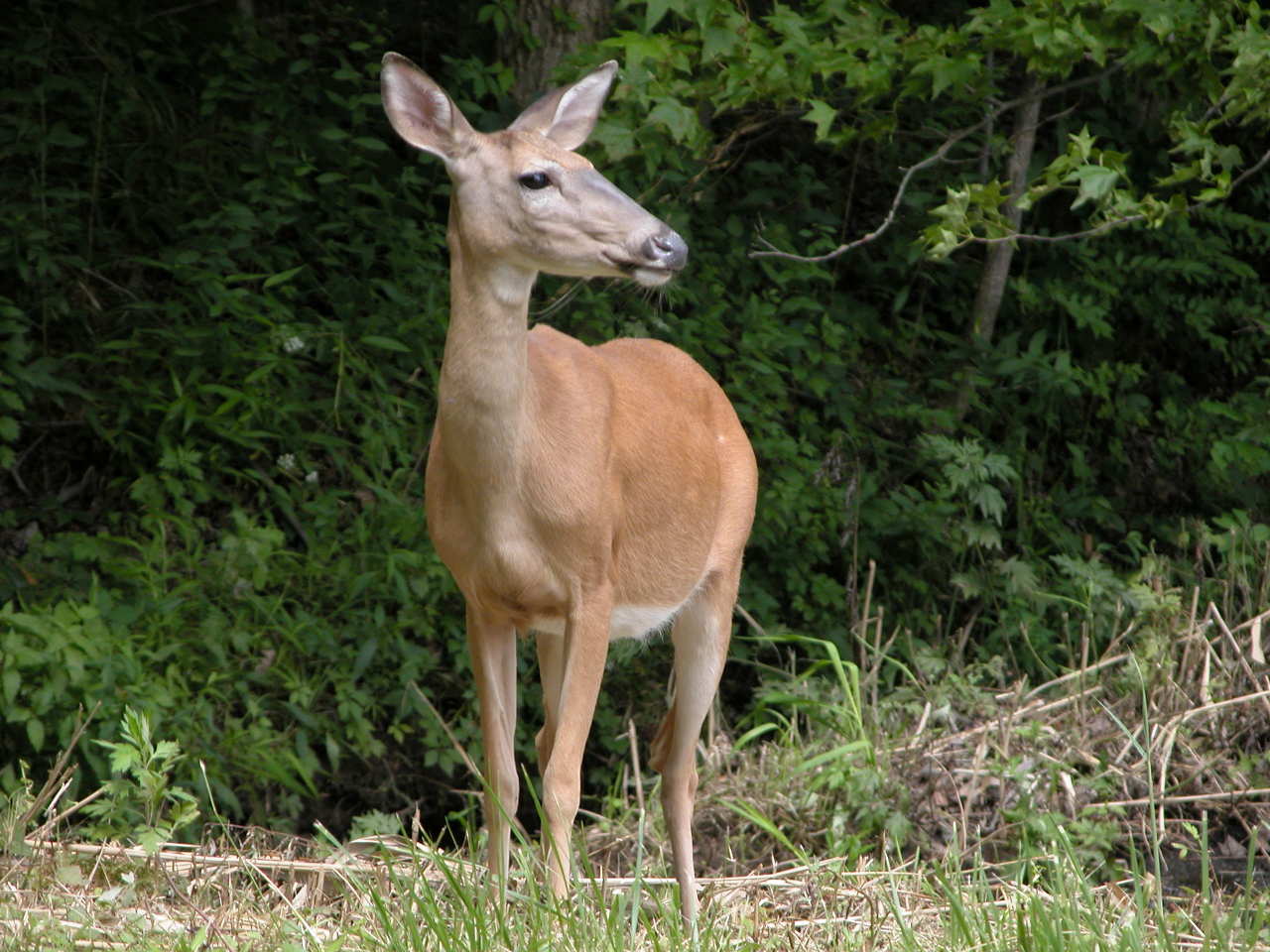 Deer