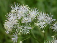 Thalictrum pubescens