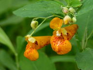 Impatiens capensis