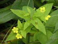 Lysimachia ciliata